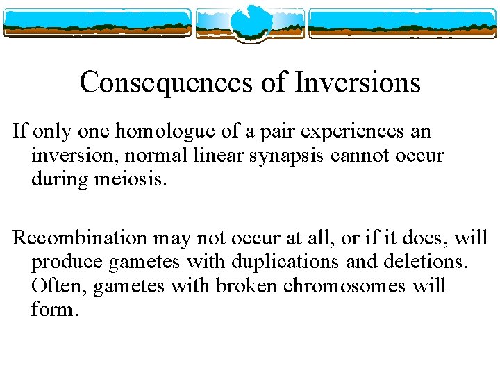 Consequences of Inversions If only one homologue of a pair experiences an inversion, normal