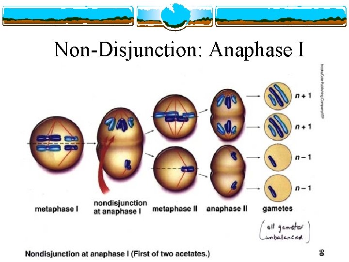 Non-Disjunction: Anaphase I 