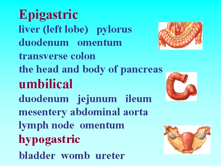 Epigastric liver (left lobe) pylorus duodenum omentum transverse colon the head and body of