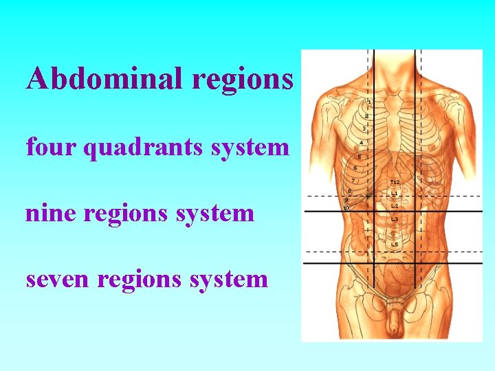 Abdominal regions four quadrants system nine regions system seven regions system 