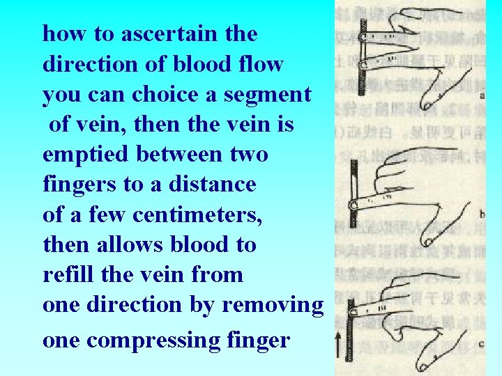 how to ascertain the direction of blood flow you can choice a segment of