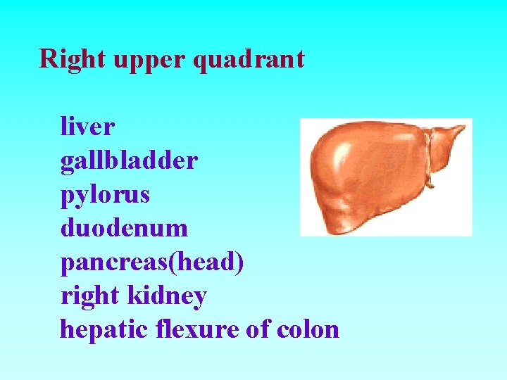 Right upper quadrant liver gallbladder pylorus duodenum pancreas(head) right kidney hepatic flexure of colon