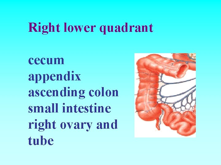 Right lower quadrant cecum appendix ascending colon small intestine right ovary and tube 