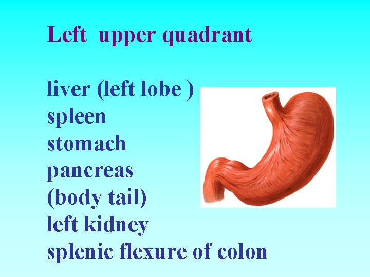 Left upper quadrant liver (left lobe ) spleen stomach pancreas (body tail) left kidney