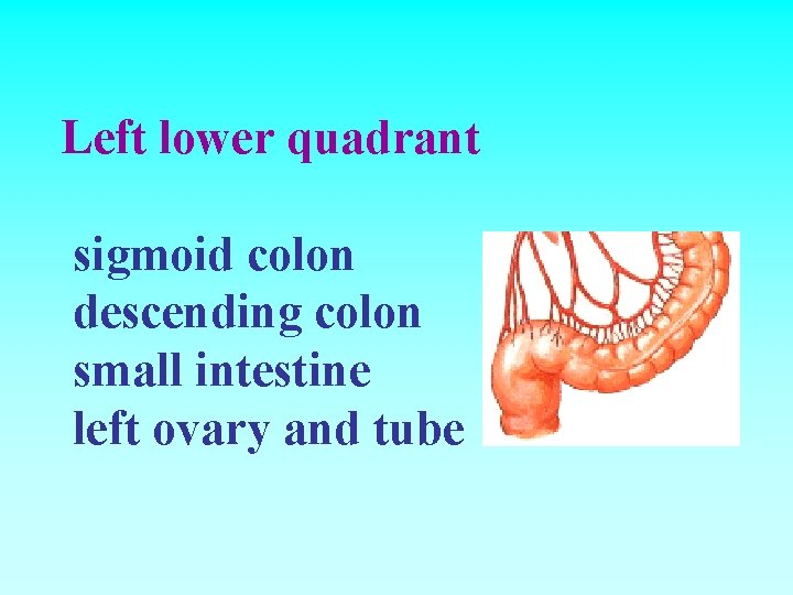 Left lower quadrant sigmoid colon descending colon small intestine left ovary and tube 