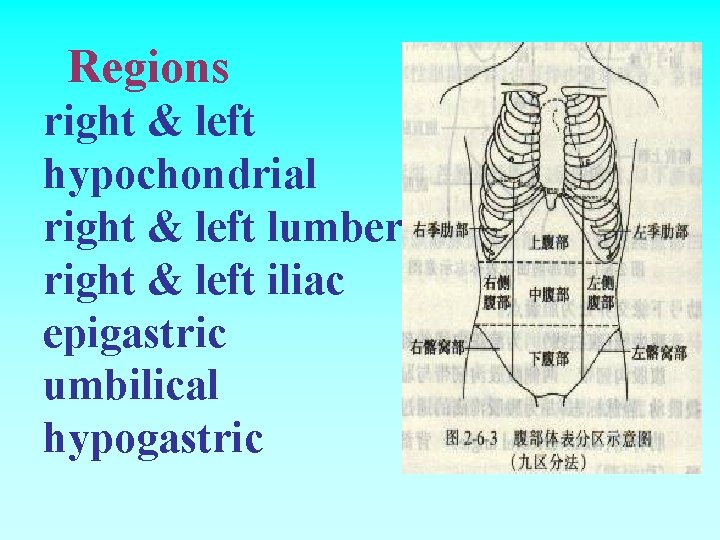 Regions right & left hypochondrial right & left lumber right & left iliac epigastric