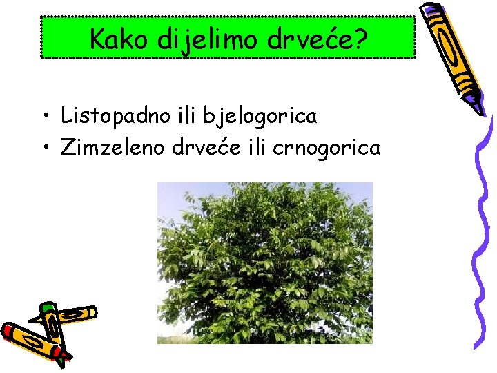 Kako dijelimo drveće? • Listopadno ili bjelogorica • Zimzeleno drveće ili crnogorica 