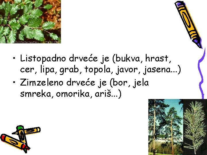  • Listopadno drveće je (bukva, hrast, cer, lipa, grab, topola, javor, jasena. .