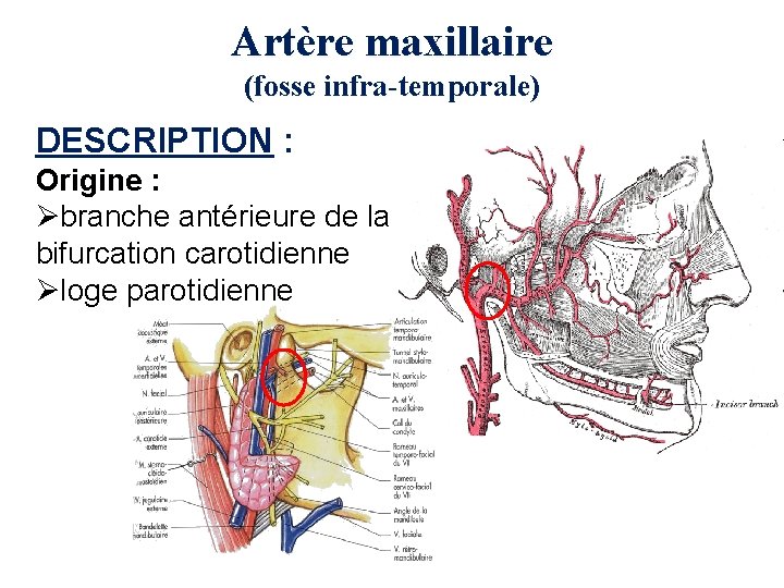 Artère maxillaire (fosse infra-temporale) DESCRIPTION : Origine : Øbranche antérieure de la bifurcation carotidienne