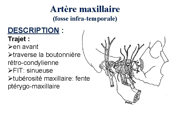 Artère maxillaire (fosse infra-temporale) DESCRIPTION : Trajet : Øen avant Øtraverse la boutonnière rétro-condylienne