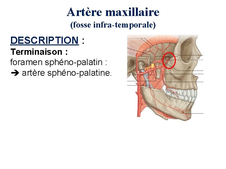 Artère maxillaire (fosse infra-temporale) DESCRIPTION : Terminaison : foramen sphéno-palatin : artère sphéno-palatine. 