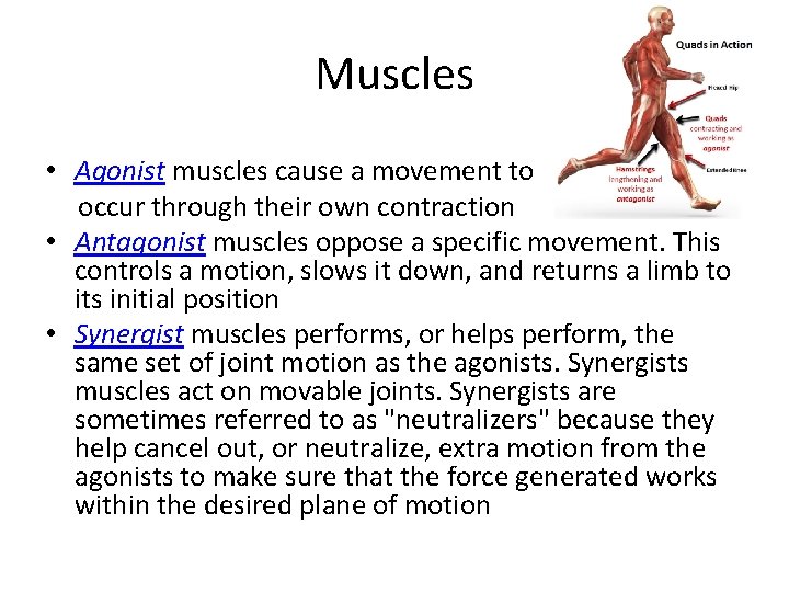 Muscles • Agonist muscles cause a movement to occur through their own contraction •