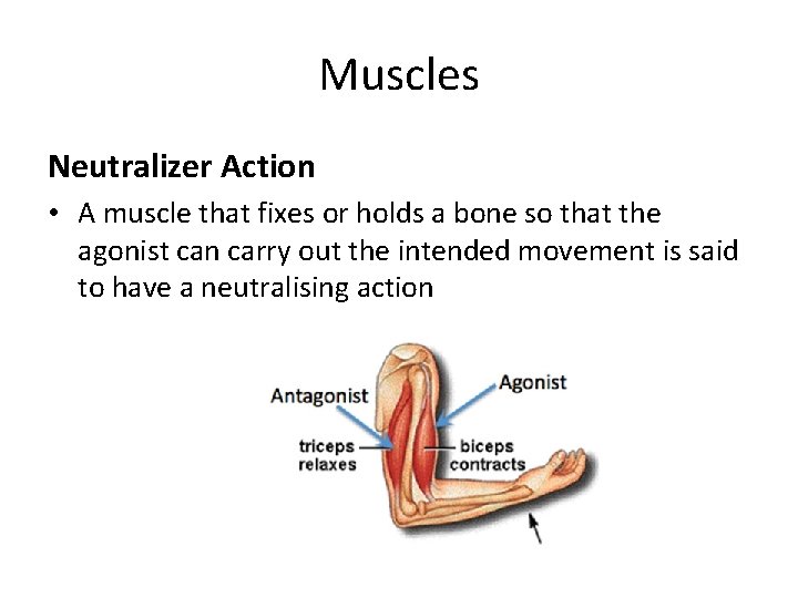 Muscles Neutralizer Action • A muscle that fixes or holds a bone so that