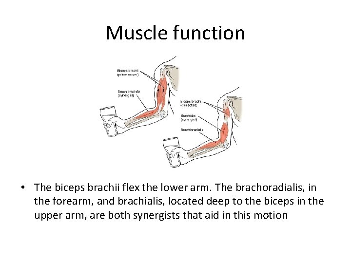 Muscle function • The biceps brachii flex the lower arm. The brachoradialis, in the