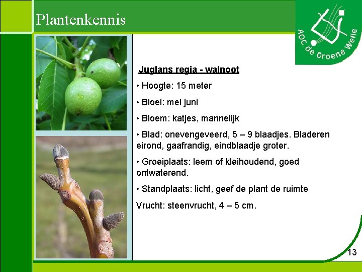 Plantenkennis Juglans regia - walnoot • Hoogte: 15 meter • Bloei: mei juni •