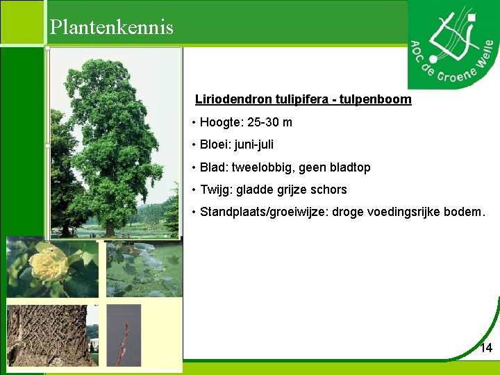 Plantenkennis Liriodendron tulipifera - tulpenboom • Hoogte: 25 -30 m • Bloei: juni-juli •