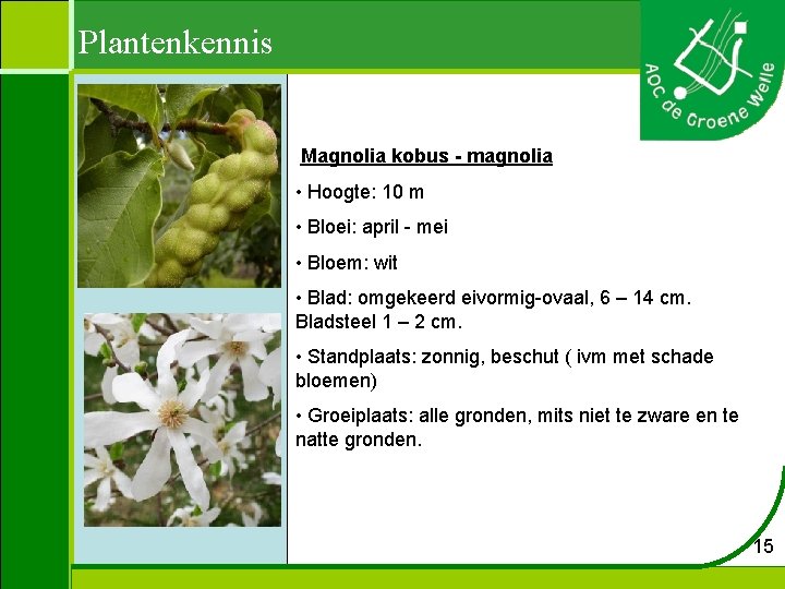 Plantenkennis Magnolia kobus - magnolia • Hoogte: 10 m • Bloei: april - mei