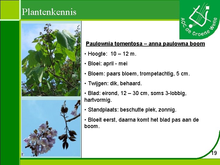 Plantenkennis Paulownia tomentosa – anna paulowna boom • Hoogte: 10 – 12 m. •