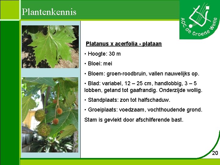 Plantenkennis Platanus x acerfolia - plataan • Hoogte: 30 m • Bloei: mei •