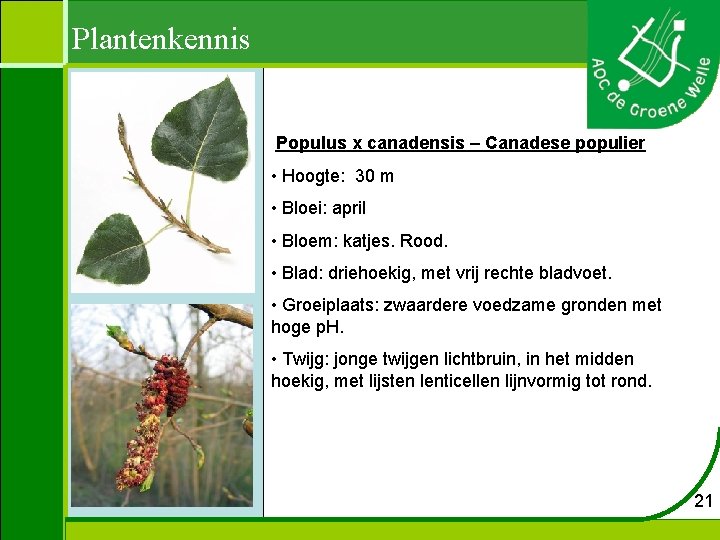 Plantenkennis Populus x canadensis – Canadese populier • Hoogte: 30 m • Bloei: april