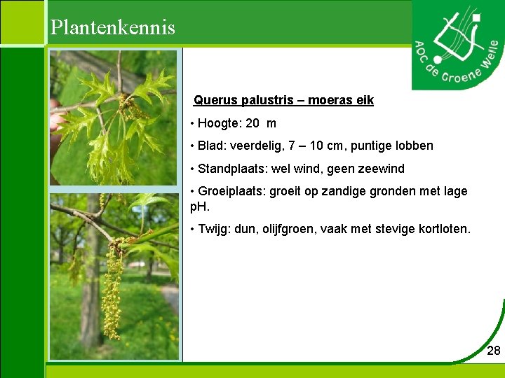 Plantenkennis Querus palustris – moeras eik • Hoogte: 20 m • Blad: veerdelig, 7