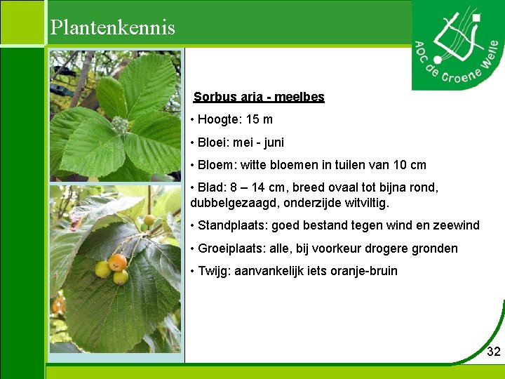 Plantenkennis Sorbus aria - meelbes • Hoogte: 15 m • Bloei: mei - juni
