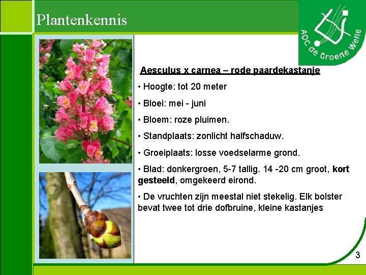 Plantenkennis Aesculus x carnea – rode paardekastanje • Hoogte: tot 20 meter • Bloei: