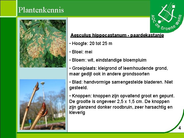 Plantenkennis Aesculus hippocastanum - paardekastanje • Hoogte: 20 tot 25 m • Bloei: mei