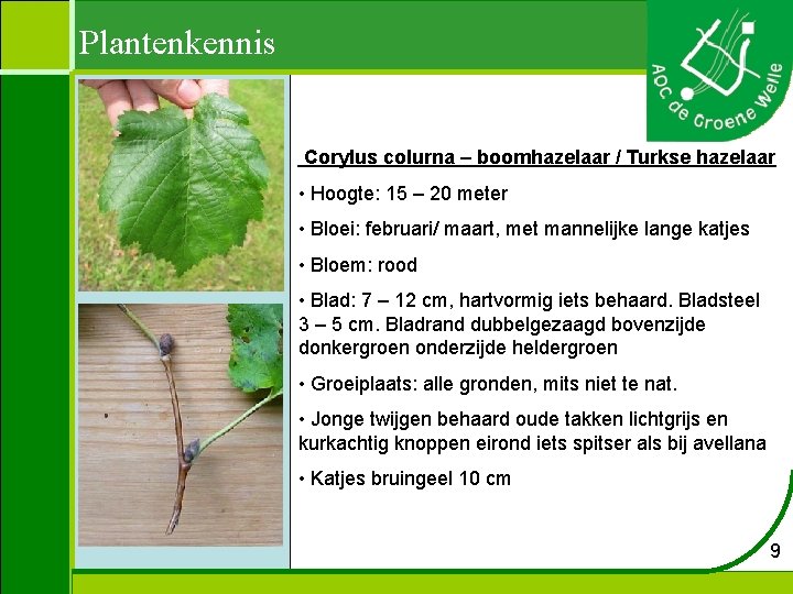 Plantenkennis Corylus colurna – boomhazelaar / Turkse hazelaar • Hoogte: 15 – 20 meter