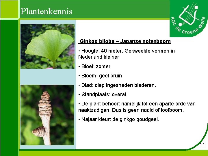 Plantenkennis Ginkgo biloba – Japanse notenboom • Hoogte: 40 meter. Gekweekte vormen in Nederland