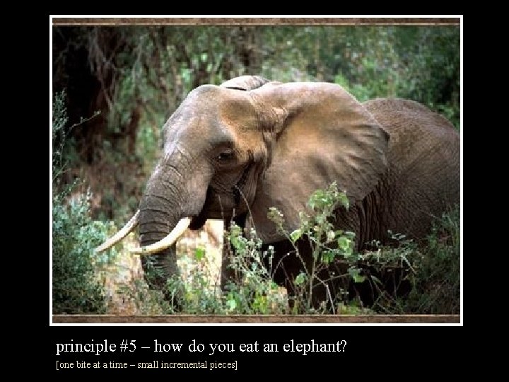 principle #5 – how do you eat an elephant? [one bite at a time