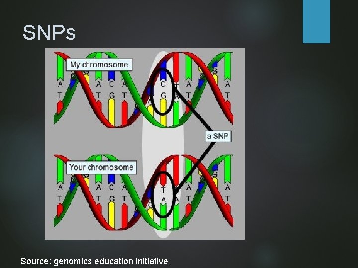 SNPs Source: genomics education initiative 