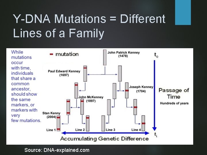 Y-DNA Mutations = Different Lines of a Family Source: DNA-explained. com 