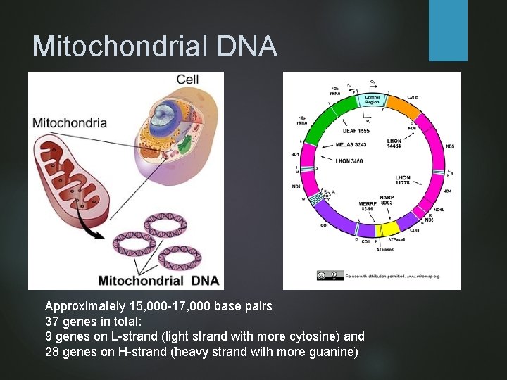 Mitochondrial DNA Approximately 15, 000 -17, 000 base pairs 37 genes in total: 9