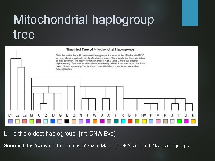 Mitochondrial haplogroup tree L 1 is the oldest haplogroup [mt-DNA Eve] Source: https: //www.