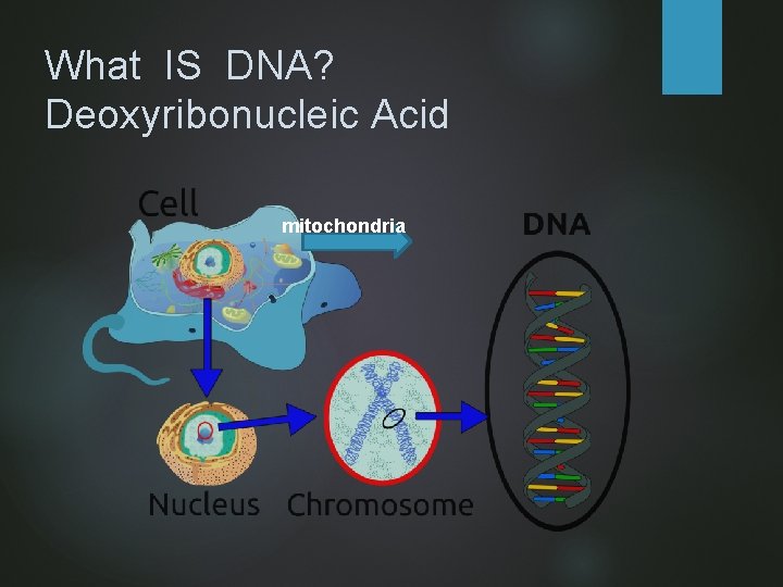 What IS DNA? Deoxyribonucleic Acid mitochondria 