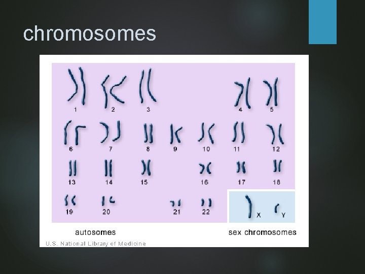 chromosomes 