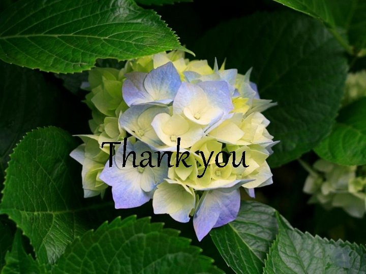 Thank you 