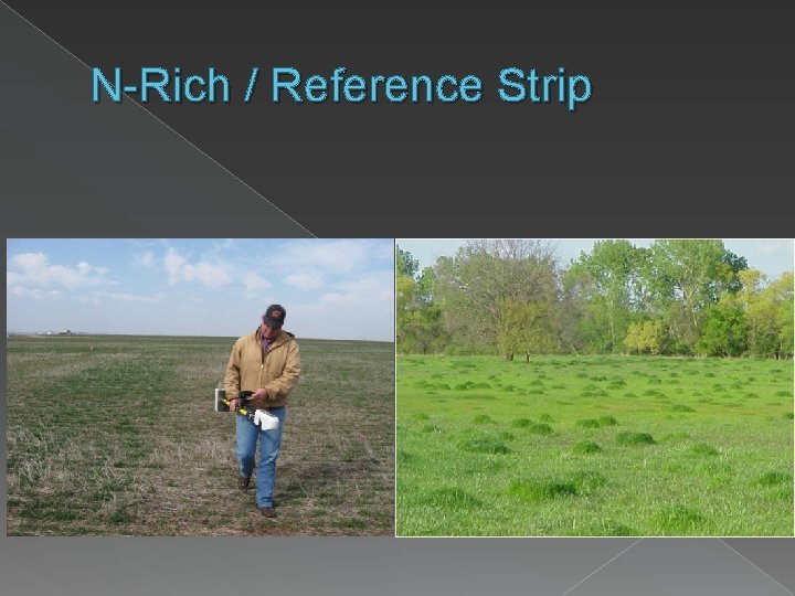 N-Rich / Reference Strip 