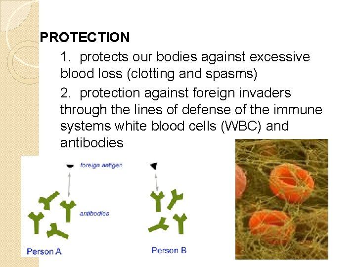 PROTECTION 1. protects our bodies against excessive blood loss (clotting and spasms) 2. protection