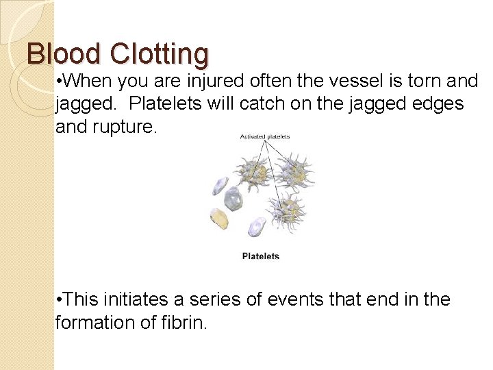 Blood Clotting • When you are injured often the vessel is torn and jagged.