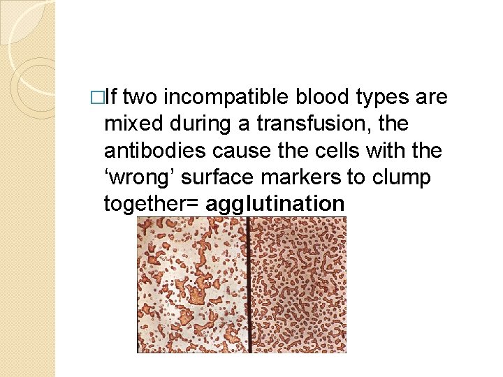 �If two incompatible blood types are mixed during a transfusion, the antibodies cause the