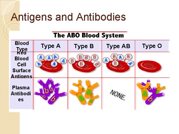 Antigens and Antibodies Blood Type Red Blood Cell Surface Antigens Plasma Antibodi es Type