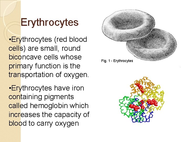 Erythrocytes • Erythrocytes (red blood cells) are small, round biconcave cells whose primary function