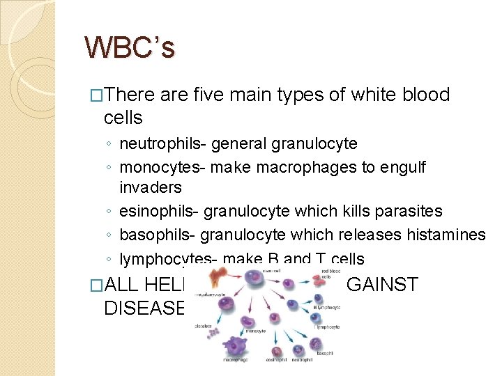 WBC’s �There are five main types of white blood cells ◦ neutrophils- general granulocyte