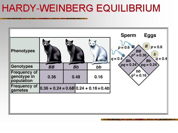 HARDY-WEINBERG EQUILIBRIUM 