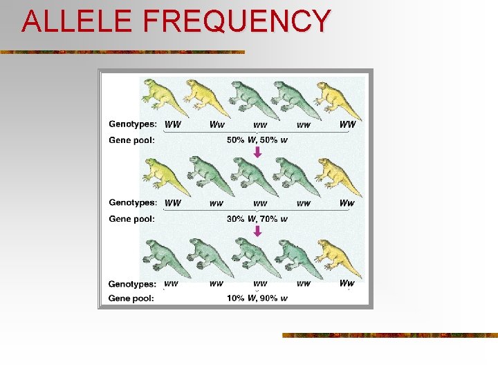 ALLELE FREQUENCY 