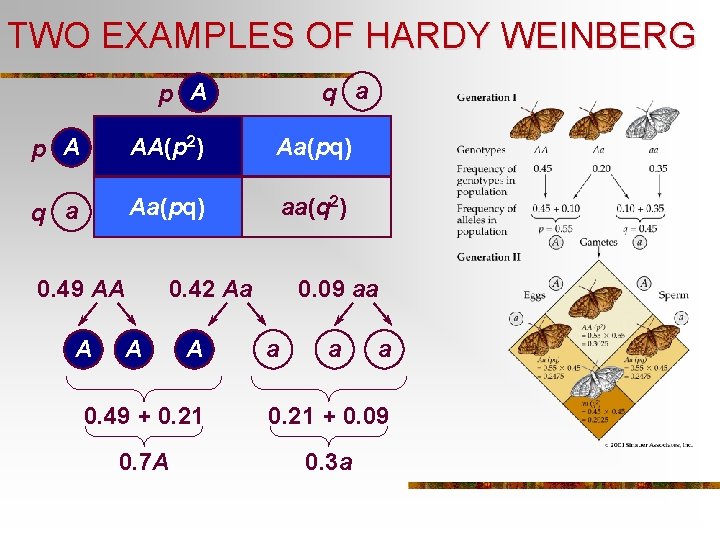 TWO EXAMPLES OF HARDY WEINBERG q a p A AA(p 2) Aa(pq) q a