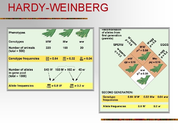 HARDY-WEINBERG 