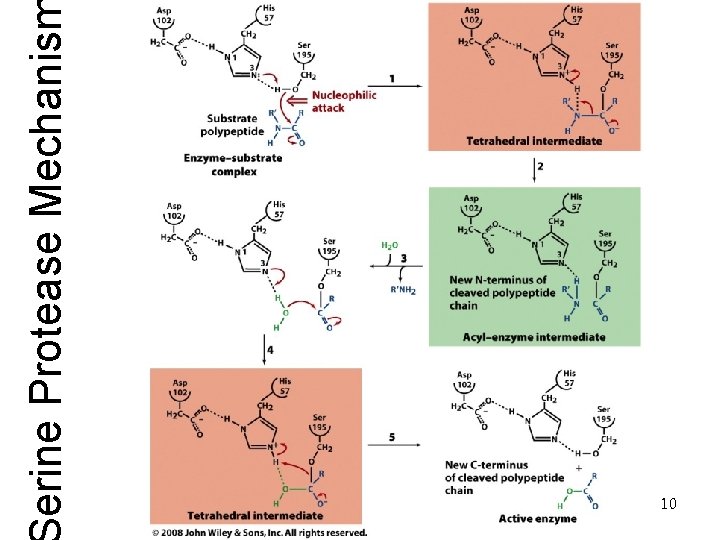 erine Protease Mechanis 10 